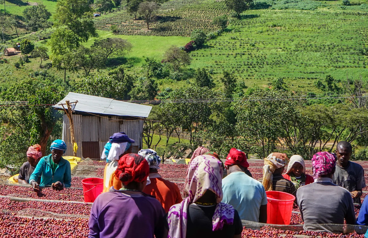 San Pedro Coffee single origin coffee